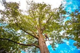 Salem, UT  Tree Services Company