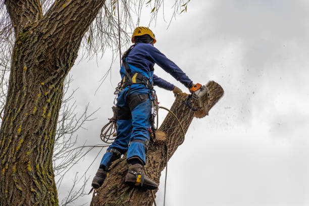 Why Choose Our Tree Removal Services in Salem, UT?